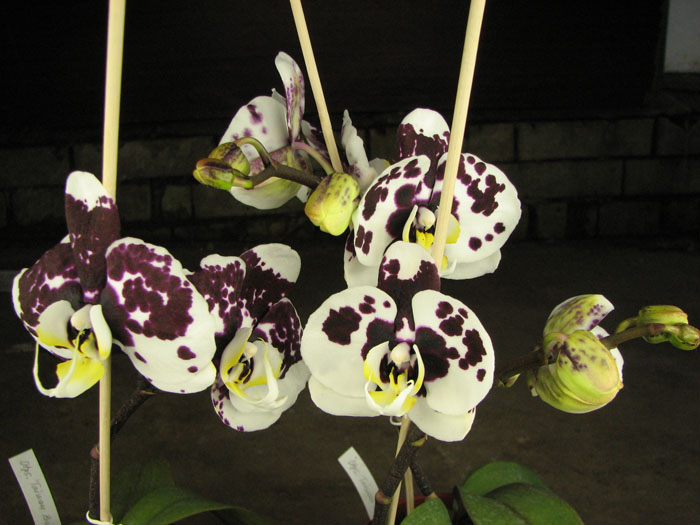 Doritaenopsis Taiwan Butterfly 'ORCHIS'.jpg