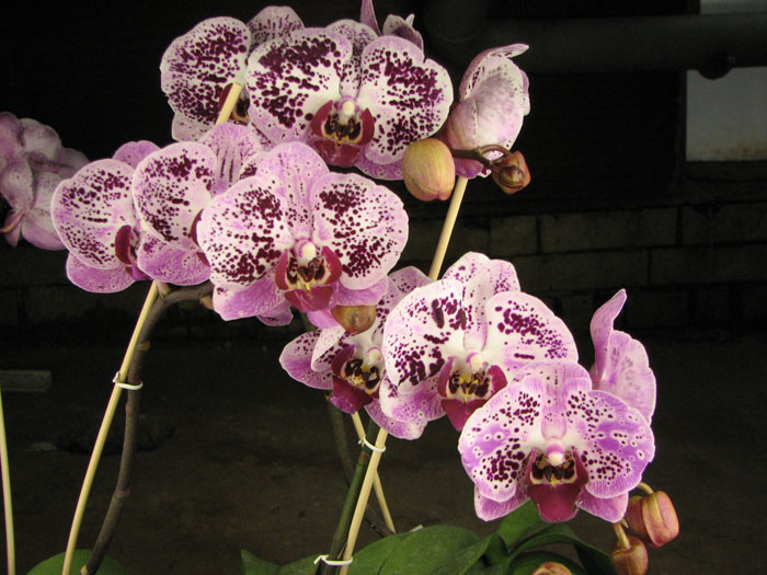 Doritaenopsis Ever Spring Pioneer 'ORCHIS'.JPG