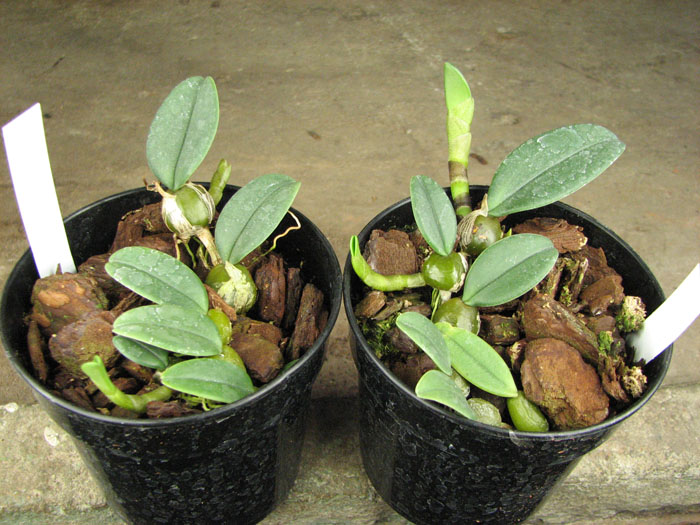Bulbophyllum frostii.jpg