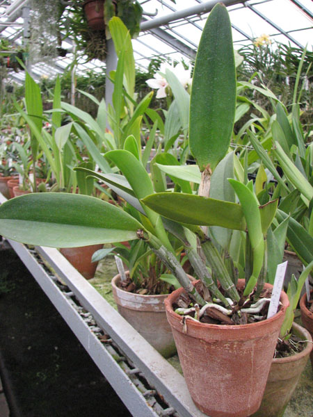 Laeliocattleya Blue Angel 'Executive'.jpg