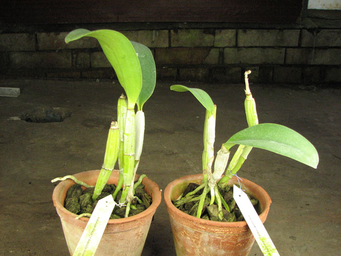 Brassocattleya Cynthia.jpg