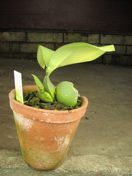 Rossioglossum splendens x grande.jpg