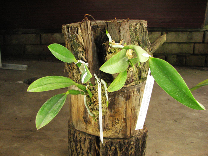 Laelia jongheana alba (Z-88) x Laelia jongheana suavissima.jpg