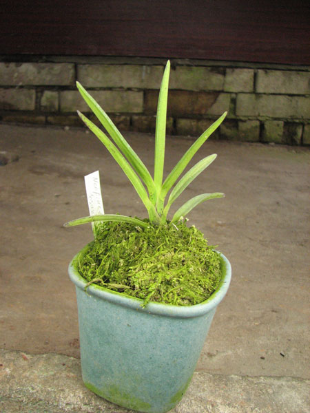 Neofinetia falcata Syunkyuden.jpg