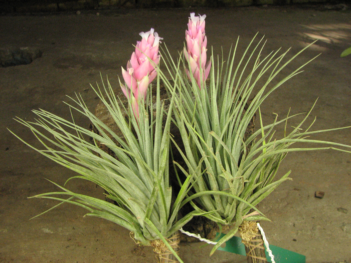 Tillandsia Cotton Candy.jpg