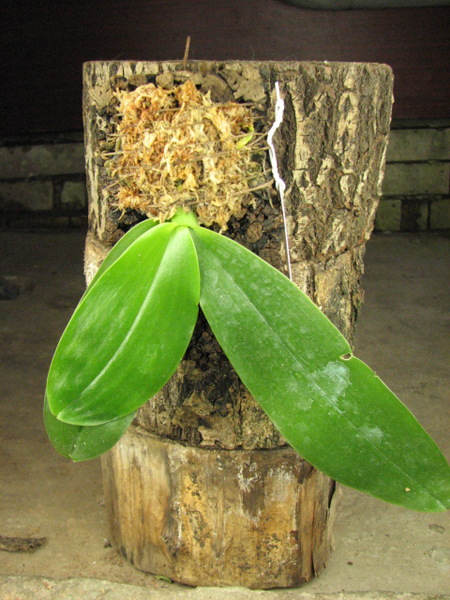 Phalaenopsis Jade Gold (gigantea x venosa 'Red').jpg