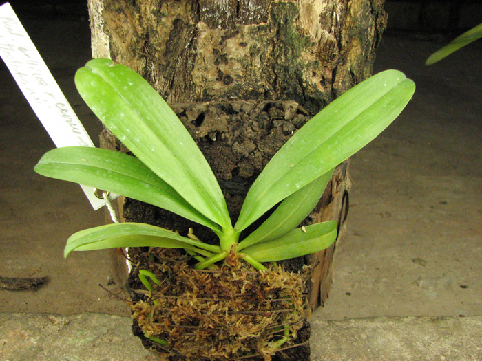 Phalaenopsis bellina x cornu cervi thalebanii 'Dark Red'.jpg