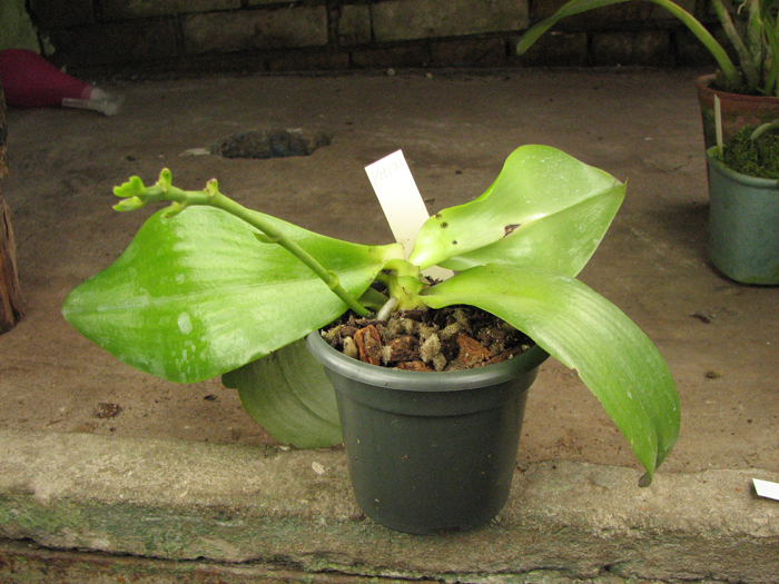 Phalaenopsis amboinensis 'Nicole'.JPG