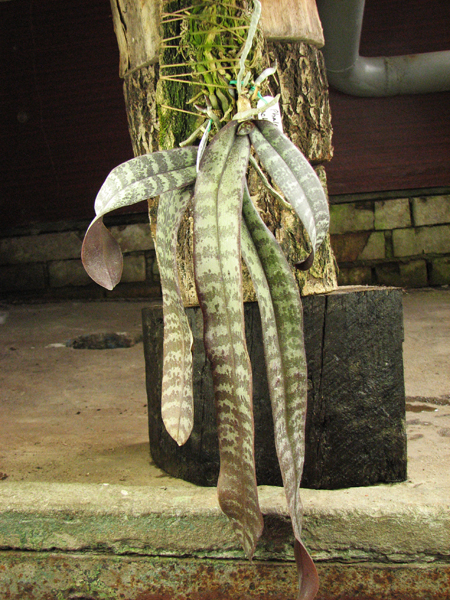 Phalaenopsis schilleriana.jpg