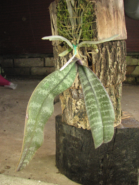 Phalaenopsis schilleriana.jpg