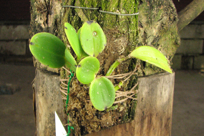 Cattleya aclandiae.jpg