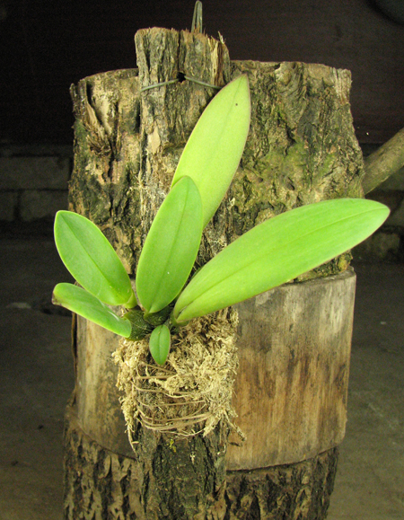 Bulbophyllum phalaenopsis.jpg