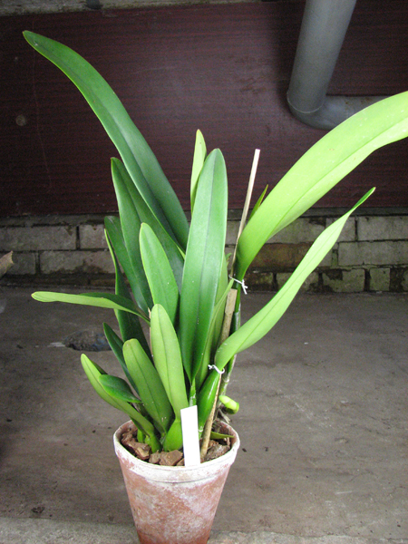 Laeliocattleya Canhamiana coerulea 'Azure Skies'.jpg