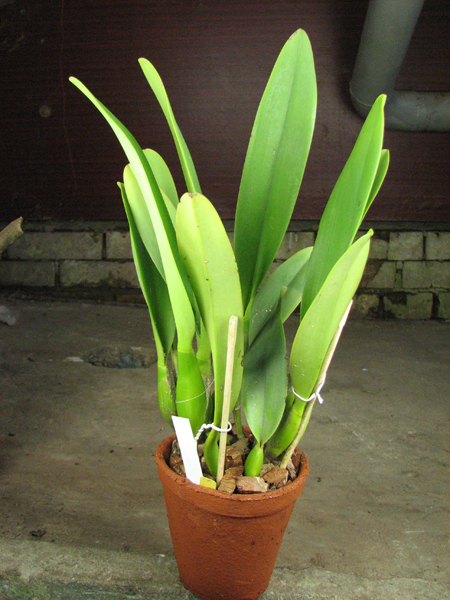 Brassolaeliocattleya Toshie's Magic 'Hsinying'.jpg