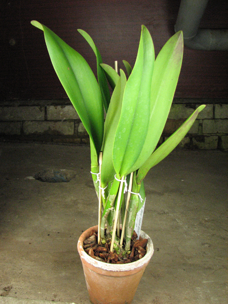 Potinara Haw Yuan Gold 'YC#2'.jpg