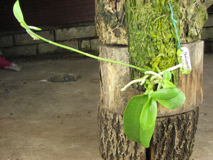 Phalaenopsis pulchra.jpg