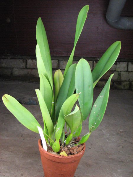 Brassolaeliocattleya Toshie's Magic 'Hsinying'.jpg