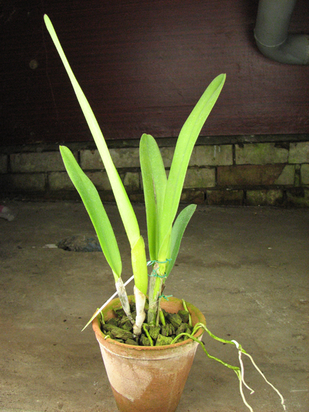 Laelia purpurata striata 'Hsinying'.jpg