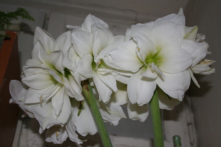 Копия IMG_4970.jpg