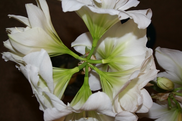 Копия IMG_4971.jpg