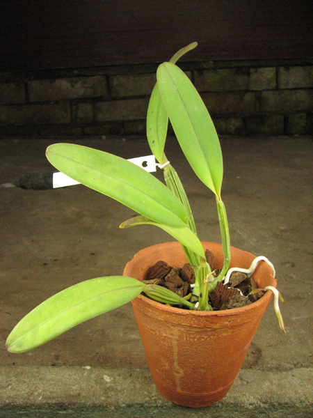 Cattleya lueddemanniana rubra x lueddemanniana escura.jpg