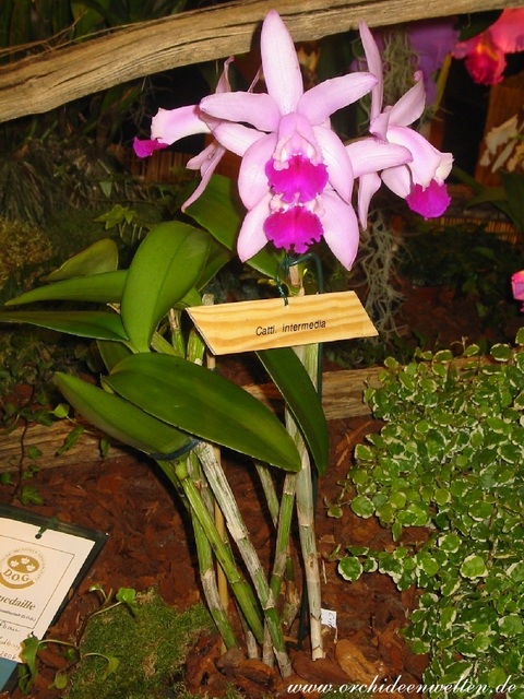 Cattleya intermedia 2.jpg
