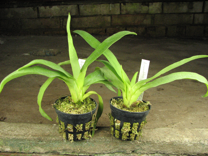 Aeranthes grandiflora.jpg