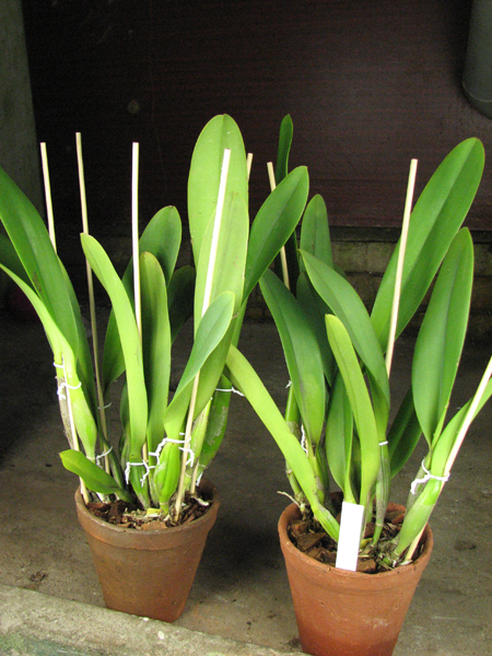 Brassolaeliocattleya Toshie's Magic 'Hsinying'.jpg