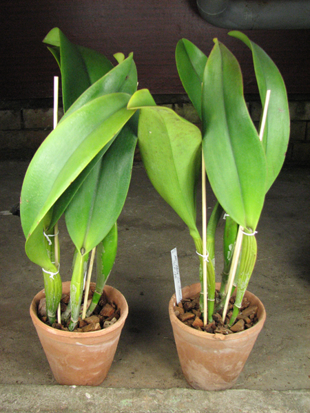 Brassolaeliocattleya Chia Lin 'New City' (Oconee x Maitland).jpg