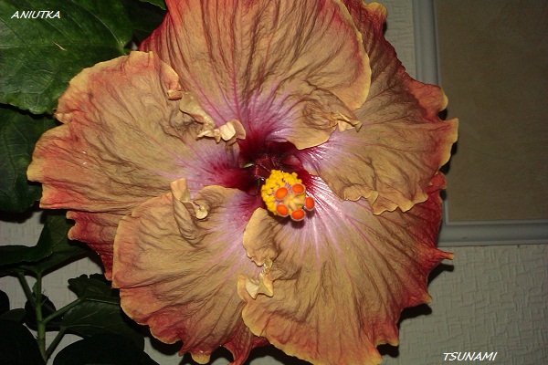 TSUNAMI 2 ДЕНЬ.jpg