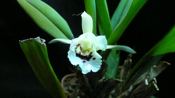 Chondroscaphe merana2.jpg