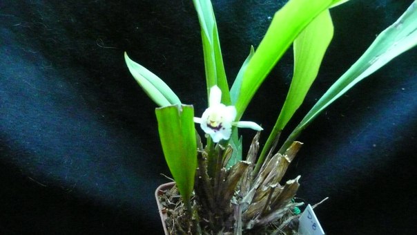 Chondroscaphe merana.jpg