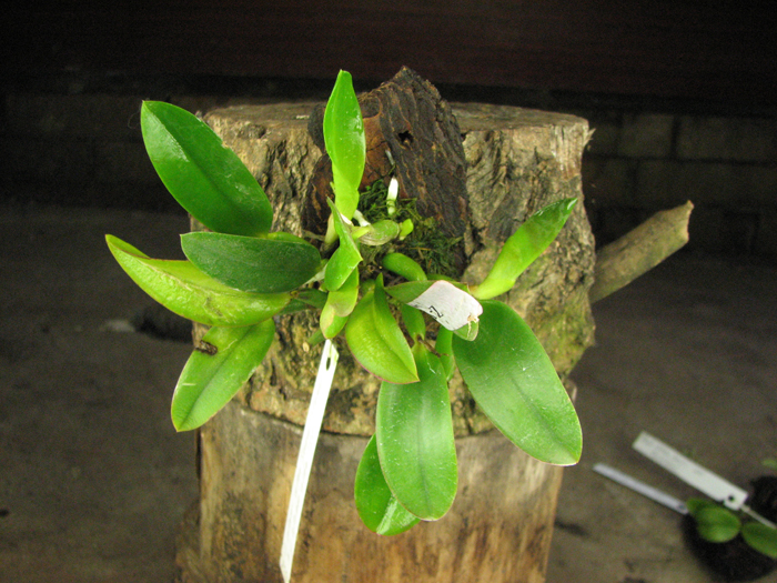 Laelia alaori alba 'Snow Flakes' x Laelia alaori alba 'SC'.jpg