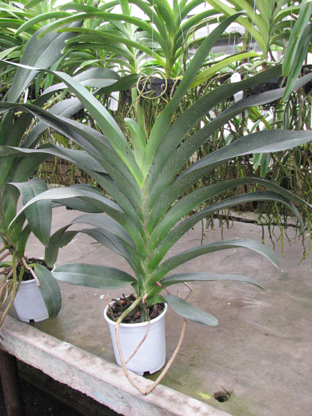 Angraecum Veitchii (eburneum x sesquipedale).jpg