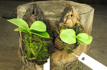 Phalaenopsis cornu cervi var thalebanii.jpg