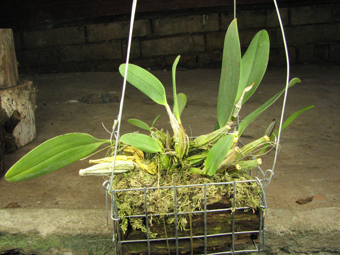 Dendrobium aggregatum.jpg