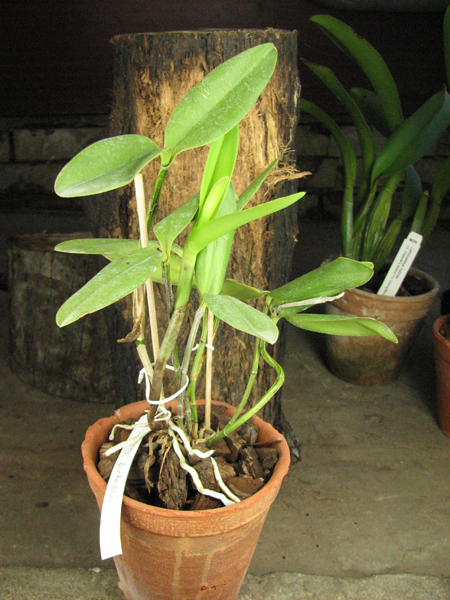 Cattleya forbesii.jpg