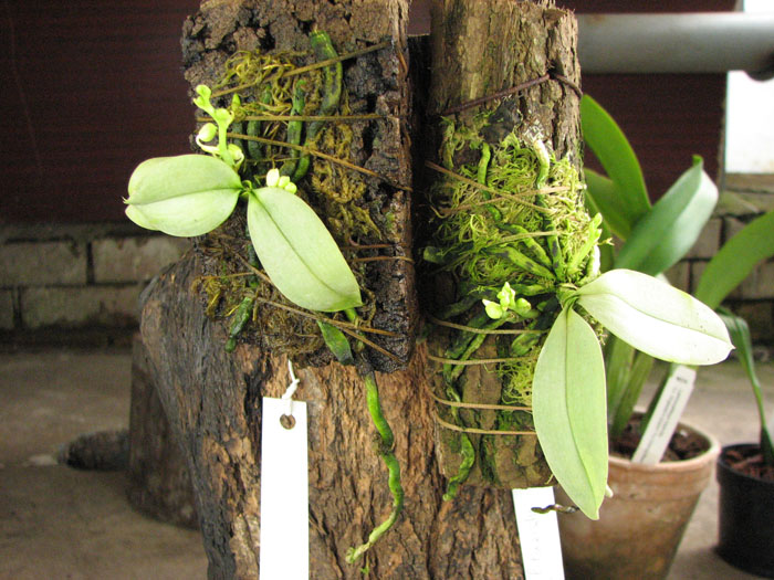 Phalaenopsis parishii.jpg