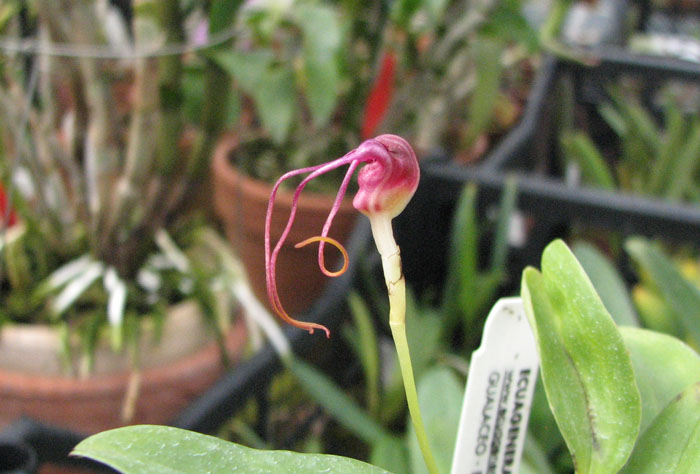Masdevallia hieroglyphica.jpg
