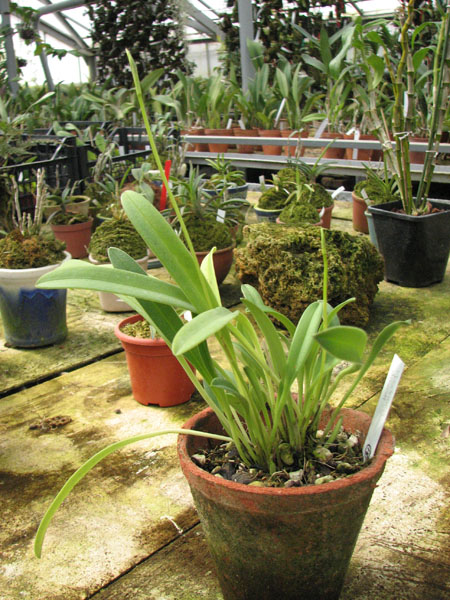 Masdevallia davisii.jpg