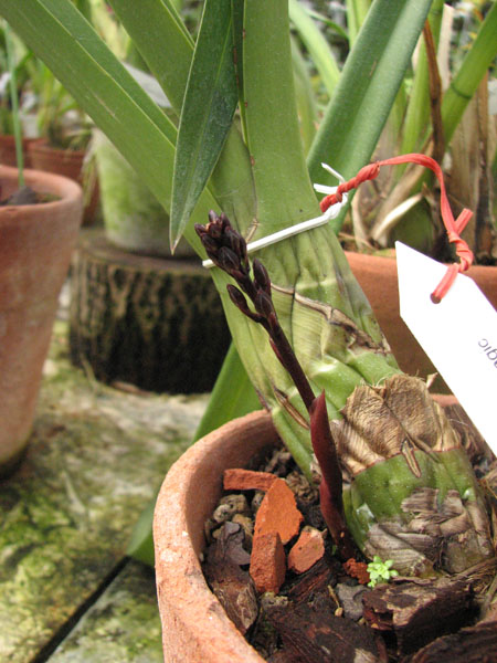 Cymbidium Little Black Sambo 'Black Magic'.jpg