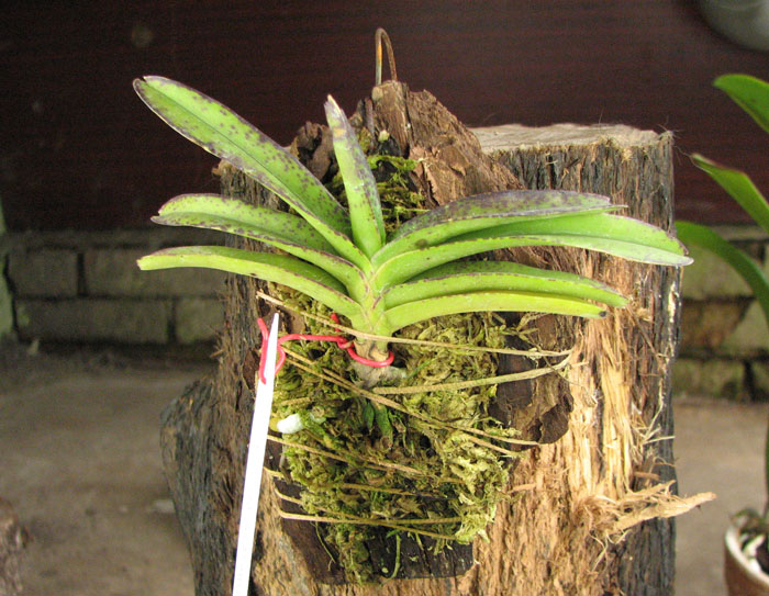 Ascocentrum miniatum.jpg