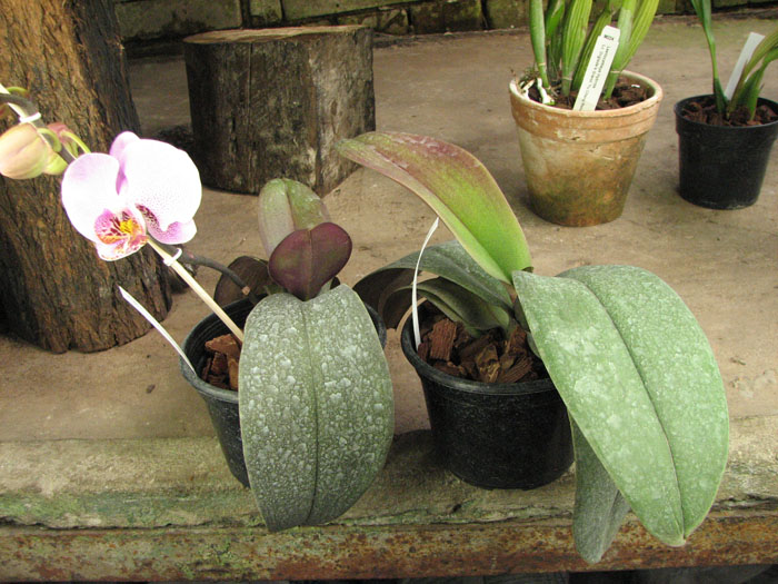 Doritaenopsis Leopard Prince 'Sogo'.jpg