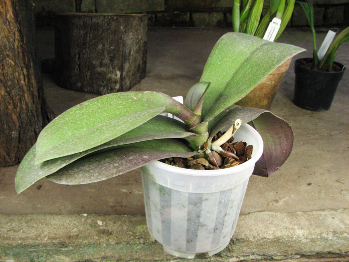 Phalaenopsis Sogo Yukidian 'V3'.jpg