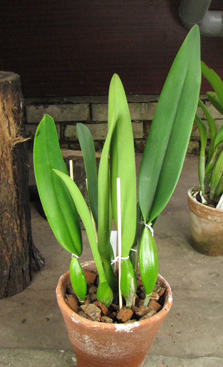 Laeliocattleya Canhamiana coerulea 'Azure Skies'.jpg
