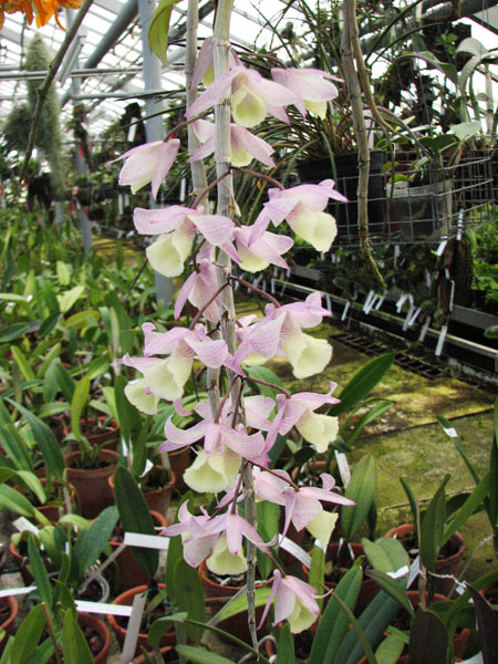 Dendrobium aphyllum.jpg