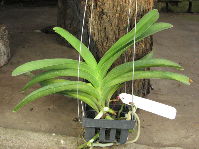 Vanda Pak Chong Blue.jpg