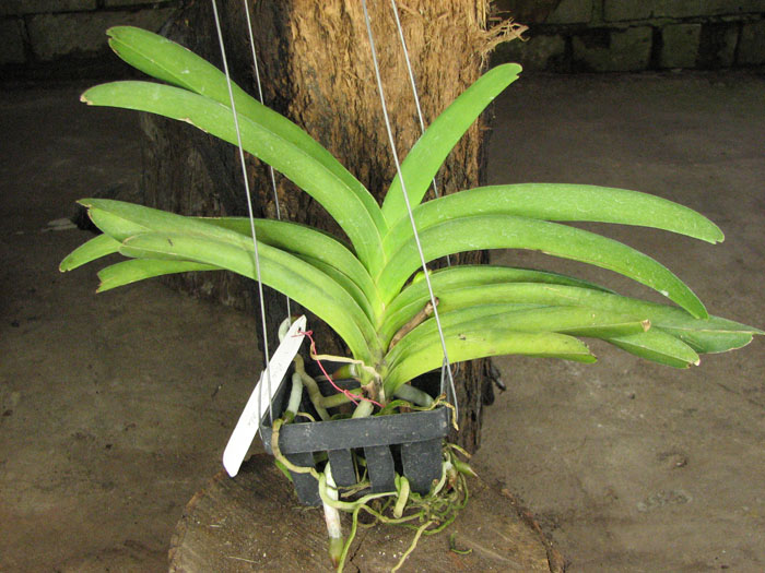 Vanda Pak Chong Blue.jpg