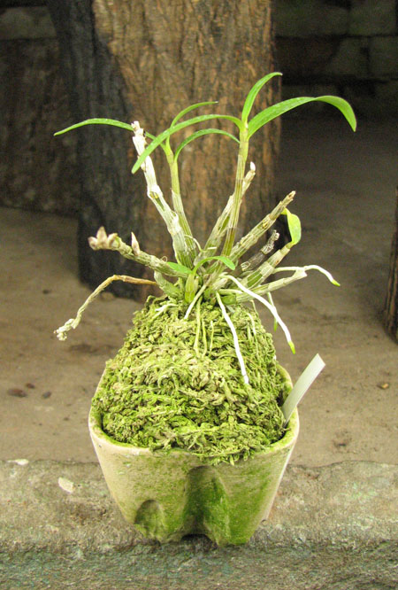 Dendrobium moniliforme Matsushima Pink.jpg