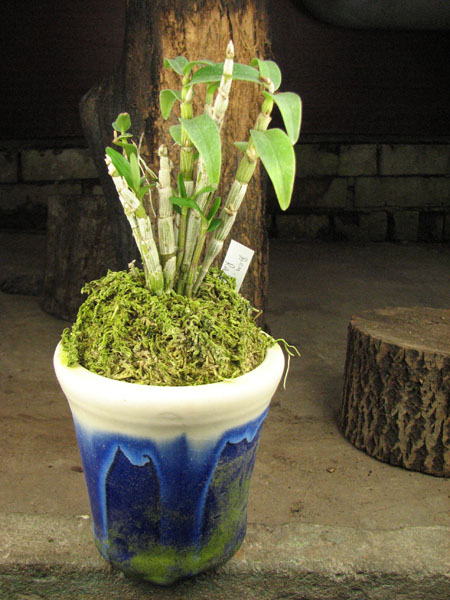 Dendrobium moniliforme Raizan.jpg